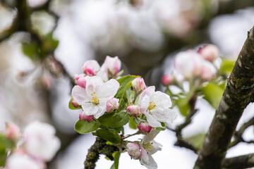 Gentle apple blossom. Blossom in spring. White and pink flowers on a tree. Blooming tree. Floral background