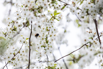 Blooming cherry tree. White cherry blossom. Gentle cherry blossom. Blossom in spring. White flowers on a tree. Sunlight for spring bloom