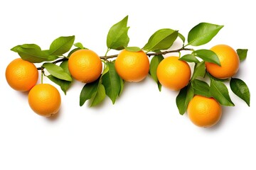 Isolated orange fruits with green leaves hanging from branch on white background