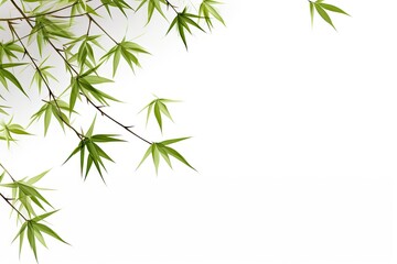 Naklejka premium Bamboo branches alone on white backdrop