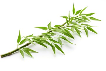 Fototapeta premium Bamboo branches standing alone on white