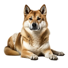 Akita Dog on transparent background