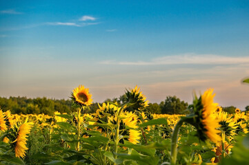 Beautiful view of a field of sunflowers in the light at sunset. Yellow sunflower close up....