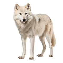 Arctic Wolf on transparent background