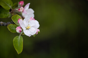 Gentle apple blossom. Blossom in spring. White and pink flowers on a tree. Blooming tree. Green background