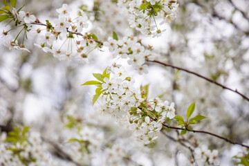 Blooming cherry tree. White cherry blossom. Gentle cherry blossom. Blossom in spring. White flowers on a tree. Sunlight for spring bloom