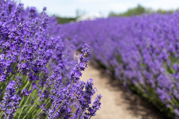 Lavender field. Beautiful lavender landscape. Nature, travel.