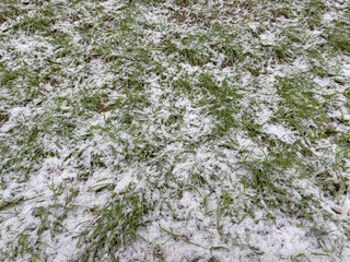 Fragment of lawn with sparse grass covered with snow, background