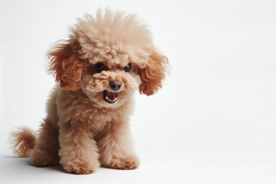 Angry, disgruntled poodle puppy dog on a white background. ai generative