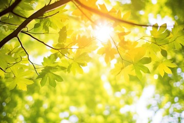 Obraz premium canopy shot with sun flaring through vibrant green leaves