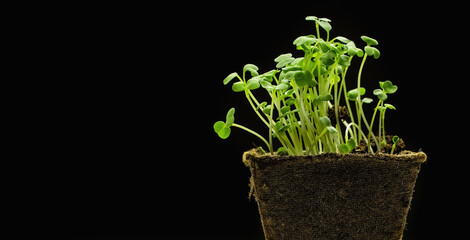 minimalistic green sprouts of home plant seedlings on black background (copy space)