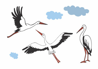 Vector hand drawn illustration of storks and blue clouds on white background, village and birds. Storks in different poses. Fly.