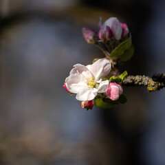 Gentle apple blossom. Blossom in spring. White and pink flowers on a tree. Sunlight for spring bloom