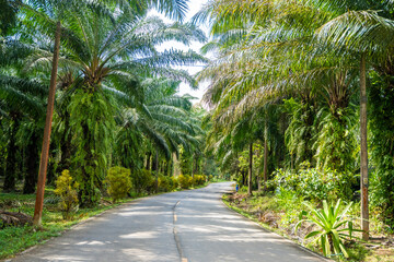 Asphalt road in tropical forest with palm trees in Thailand, Asia