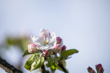 Gentle apple blossom. Blossom in spring. White and pink flowers on a tree. Sunlight for spring bloom