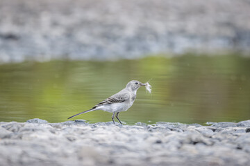 A young white wagtail in the beak holds a piece of fur and stands on the grey stones near the green puddle on a summer day.	