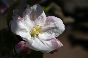 Fototapeta na wymiar Gentle apple blossom. Blossom in spring. White and pink flowers on a tree. Sunlight for spring bloom