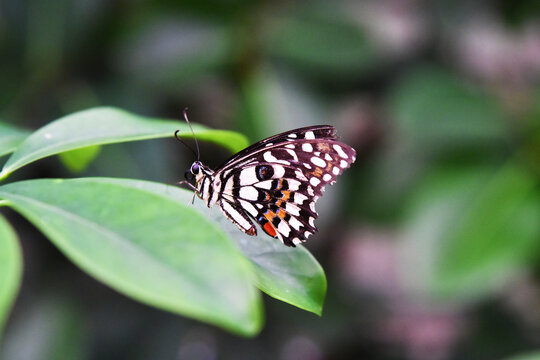 Farfalla