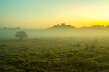 morning fog over the meadow