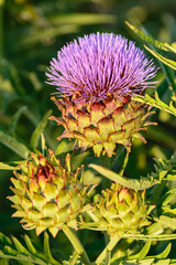 FLOR DE CARDO (Cynara Cardunculus)