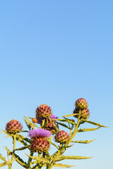 FLOR DE CARDO (Cynara Cardunculus)