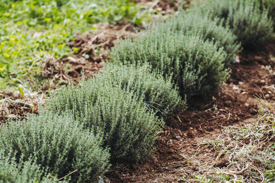 Plants de thym dans un champ - Herbes aromatiques