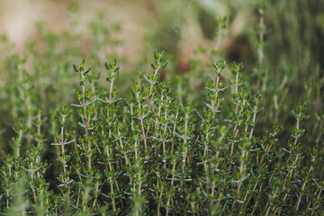 Plants de thym dans un champ - Herbes aromatiques - 712308163