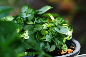 Alocasia indica Schott, Giant taro leaf, green leaves, Albino,Alocasia indicator, biennial plants.