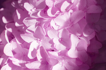 Floral background. Pink phlox flowers closeup with shadow exposure.
