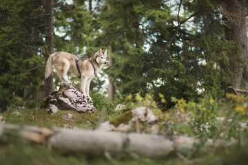 siberian husky dog standing on a rock in a forest in an alpine mountain © Oszkár Dániel Gáti