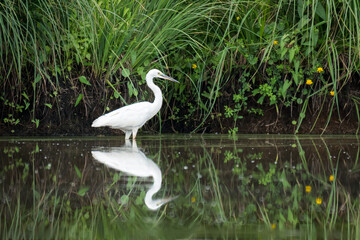 A little egret on a sunny day in summer