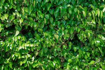 Evergreen wall with hanging bush if ficus