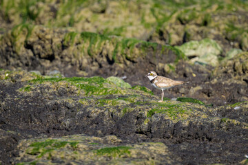 Fototapeta premium A Little Ringed Plover standing on the beach