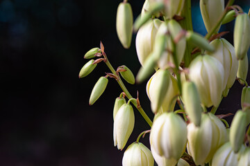 The phoenix tail silk orchid blooming in the park