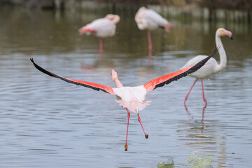 A Greater Flamingo running for take off