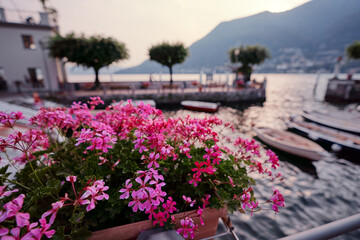 Fototapeta na wymiar Pot with pink flowers on waterfront promenade