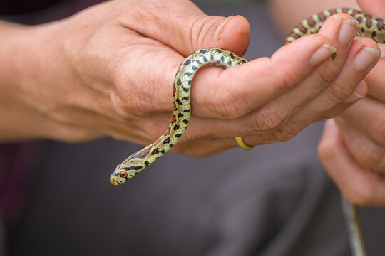 A very young leopard snake in a hand