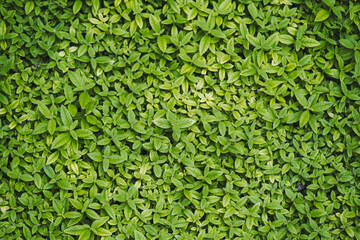 Plants de menthe verte en train de pousse dans le jardin