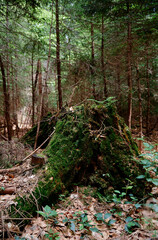 Beautiful forest with moss and pine trees