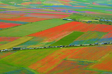 Castelluccio di Norcia, campi fioriti