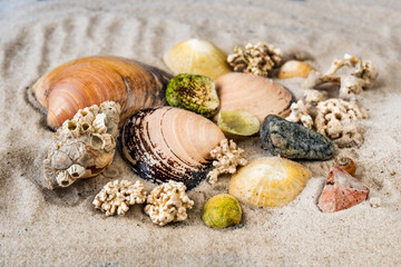 Nordic seashell and pieces of cold loving coral on white sand. Lofoten.