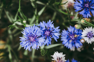 Magnifique oeillet sauvage dans un champ