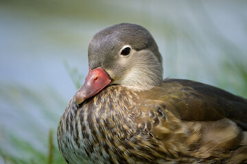 A Mandarin Duck standing on a meadow