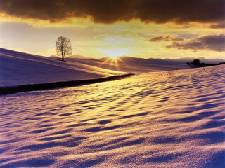 日の出と丘の白樺（美瑛町）