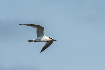 Young sandwich tern in flight blue sky