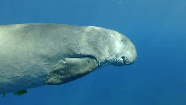 Sea cow swim and sleeps in blue water column, Slow motion. Marine Sirenia, Dugong or Sea Cow (Dugong dugon) with school of Golden Trevally (gnathanodon speciosus)