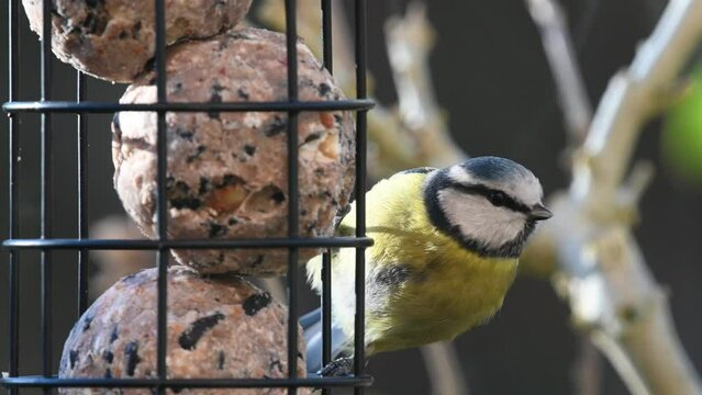 Eurasian blue tit (Cyanistes caeruleus) eating fat balls from a garden bird feeder. January, Kent, UK. [Half speed]