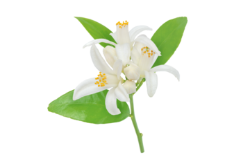 Orange tree flowers leaves and buds branch isolated transparent png. White calamondin citrus blossom. Fleur d'oranger bloom.
Neroli fragrant flower. Beautiful azahar flowering branch.
