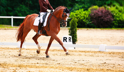 Horse, dressage horse with rider at a dressage tournament.