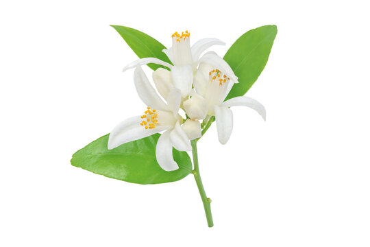 Orange tree flowers leaves and buds branch isolated transparent png. White calamondin citrus blossom. Fleur d'oranger bloom.
Neroli fragrant flower. Beautiful azahar flowering branch.
